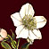   12.   ( ) (Actaea spicata).  ()  (Helleborus caucasicum) 