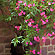   19.  (Nerium oleander)
